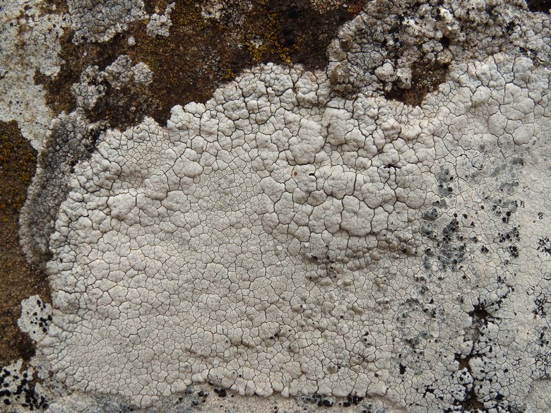 lichene bianco sulle arenarie della Laga 1